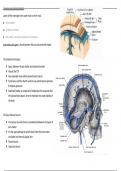 Neuroanatomy/Neuroscience CSF notes summary