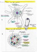 Samenvatting biologie - thema 1: Belang en werking van feedbacksystemen