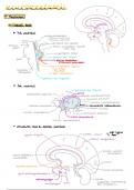 Samenvatting cursus en lessen neuroanatomie