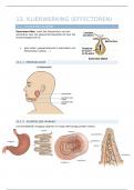 samenvatting - homeostase - effectoren - klieren 