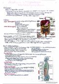 Anatomie und Physiologie Verdauungssystem