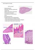 practicum 5 histologie + illustraties