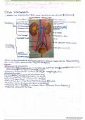 Anatomie Pathologie Niere und ableitende Harnwege