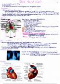 Anatomie, Physiologie, Pathologie vom Herz und Gefäßsystem