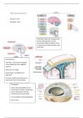 Samenvatting anatomie LP6: neurocranium 