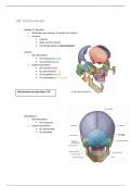 Samenvatting anatomie LP6: deel viscerocranium