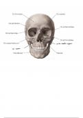 Osteologie schedel tussentijdse WPO test (VUB)