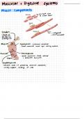 Muscular System Notes BIO 240