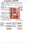 Digestive System Notes BIO 240