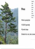 Deatiled analysis on gymnosperms(Pinus)