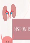 Sistema Renal o Urinario