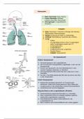 Lernkarten Atmungssystem