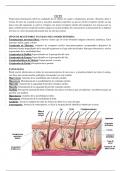 Fisiopatología y anatomía del sentido del tacto