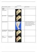 ALLE OSTEOLOGIE TERMEN LOCOMOTIE RESPONSIE