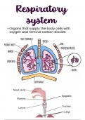 The Respiratory System