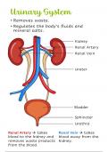 The Urinary System