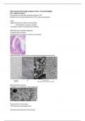 Microscopy and Image Analysis deeltoets 1 - samenvatting (UU)