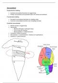 Anatomie: zenuwstelsel