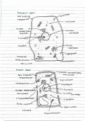 Summary - Topic 2A- cell structure and division 