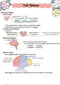 Neuroanatomy Summary