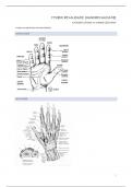 Samenvatting -  Fysieke revalidatie 2 - handrevalidatie