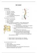 Samenvatting - het skelet 