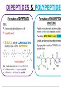 Summary -  Dipeptides & Polypeptides