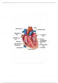 BIOL 107 Lab 18 Study Guide.