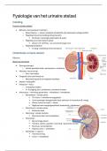 Samenvatting: urinair stelsel - Fysiologie II