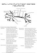 Aufbau und Funktionen eines Neurons