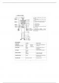 BIOL  111 The Skeletal System Notes 