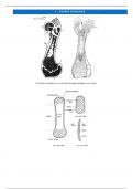 Figuren anatomie en fysiologie van het dier