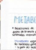 Metabolismo microbiano