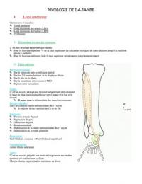 myologie de la jambe