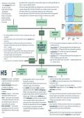 samenvatting d.m.v een mindmap;h15 anatomie & fysiologie 