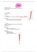 Fiche d'anatomie sur l'ulna avec des schémas en support 