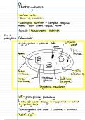 Topic 5 Photosynthesis