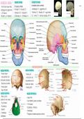 Apuntes excelentes de anatomía 