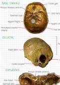 Cuerpo humano facil