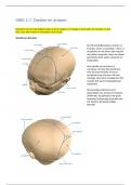 OWG 2.7 Schedel bekken en vlakken van Hodge 