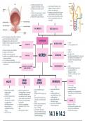 hst 4 tot 7 en 13 tot 15; DE samenvatting van mk2; anatomie en fysiologie