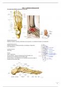 samenvatting blok 5 - fysiotherapie