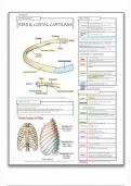 Thorax Osteology: Ribs & Costal Cartilages 