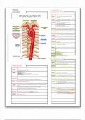 Thorax Vascular Arterial: Thoracic Aorta 