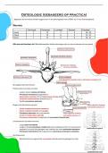 Samenvatting osteologie - Gebaseerd op practica