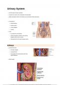 Urinary system 