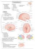 Samenvatting neuroanatomie 