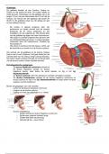 Anatomie galblaas, pancreas, lever en milt