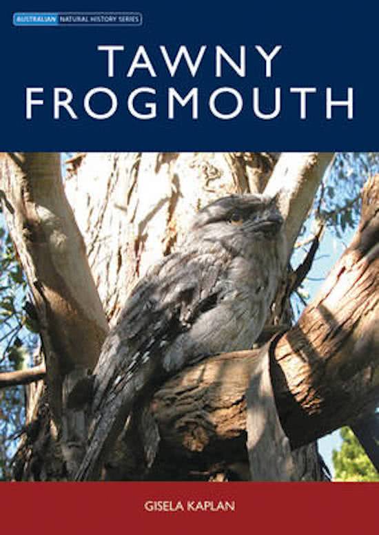 Tawny Frogmouth