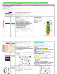 Vetofficine  Fiches: Biologie du furet